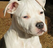 My APBT Puppy Fix by Ginny York