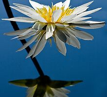 Water Lily Dream by Marilyn Cornwell
