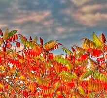 Sumac Medley by sundawg7
