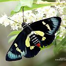 regent skipper butterfly