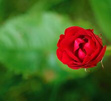 A Red, Red Rose by Kasia-D