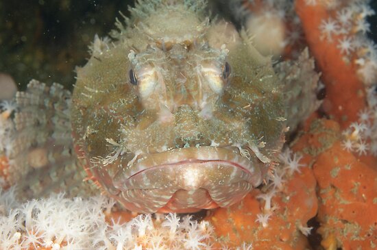 Red Rock Cod By Andrew Trevor Jones Redbubble red-rock-cod-by-andrew-trevor-jones-redbubble