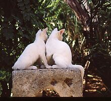 Book ends by Francesca Muir