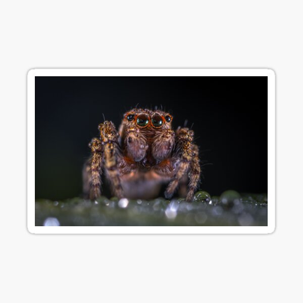 Cute Spider Sticker For Sale By Passie Redbubble