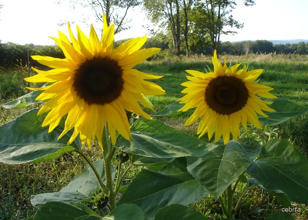 sunflower sisters series