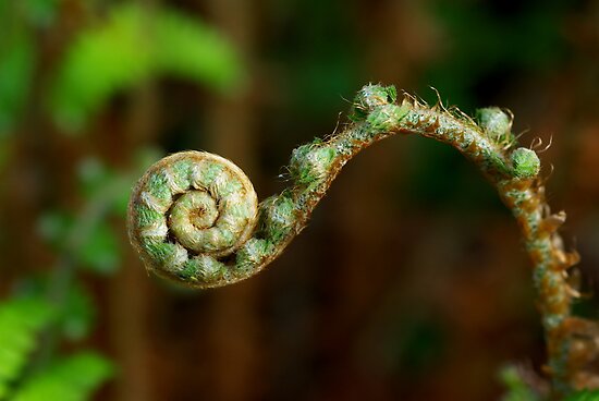 fern unfurling