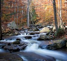 Streams of Life by Ann Rodriquez