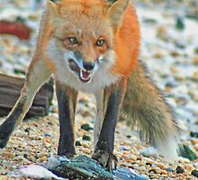 A Tasty Treat in Sandy Hook by Melissa Wuerthner