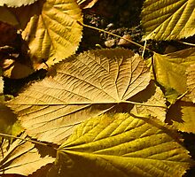Autumn foliage. by demigod