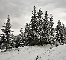 Winter fir groove. by demigod