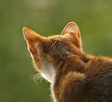 Red cat hunting. by demigod