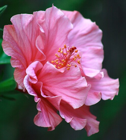 Pink Double Hibiscus Flower by Gillian Bates
