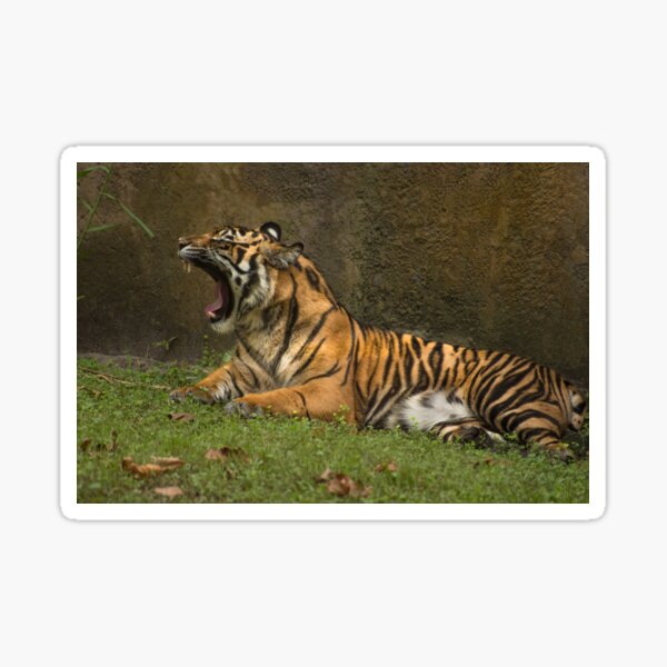 Yawning Tiger Sticker For Sale By ZinaStromberg Redbubble