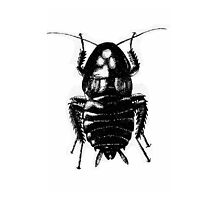 Blatella Orientalis, The Oriental Cockroach by Pete Janes