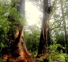 Tingle Tree by Sherene Clow