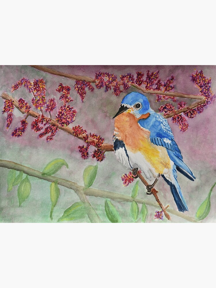 Eastern Bluebird Watercolor Painting Poster For Sale By Lbrody