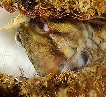 Bashful Blenny by MattTworkowski