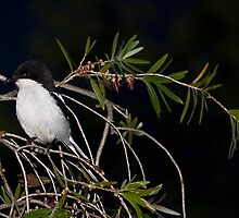 Common Fiscal Shrike by RatManDude
