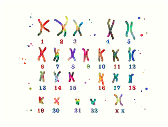 Chromosome F Minin Caryotype Aquarelle Art M Dical Impressions