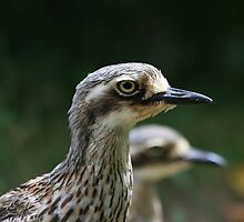 Bush Stone curlew by Anna Koetz