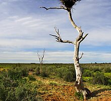 Wedge-tailed eagle nest at Booroorban by Darren Stones