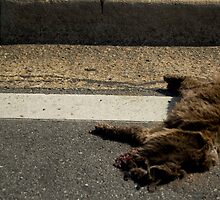 the family cat. by redlight