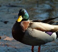 120109-83 by MICKSPIXPHOTOS
