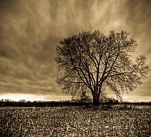 Desolation by Brandon Hayes
