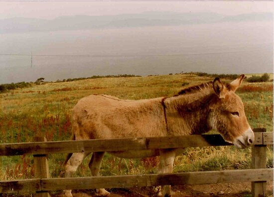 Irish Donkey