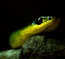 Slithering Snake by Chris Thornley