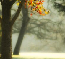 The Beauty That Surrounds Us by Jessica Hardin