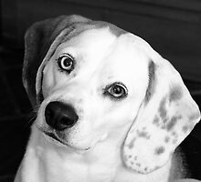 holly beagle by Mel Alexander