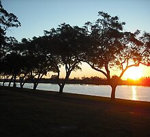 Trees on the Williams River by briggs86