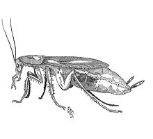 Common German Cockroach by Pete Janes