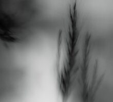 Wild grass by Steve Barnes