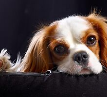 Cavalier king charles spaniel (3) by Oksana Vlassenko