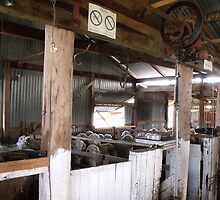 Shearing Shed Australia by Judy Woodman