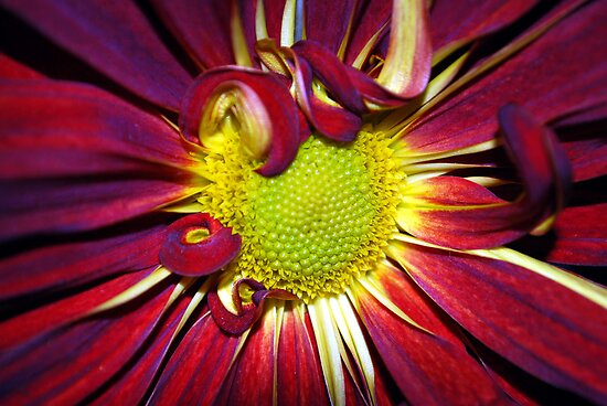 Burgundy Gerber Daisies