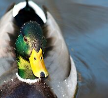Curious Duck by starlitewonder