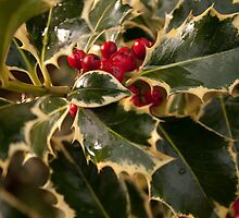 Holly and Berries by Squawk
