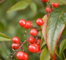 red holly berries5 by Deweyreg