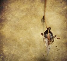 Opera (without words) by Tia Allor-Bailey