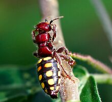 Flower Wasp - Thynnus apterus? by Normf
