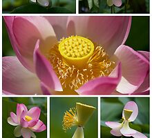 Lotus Positions by Sharon Hammond
