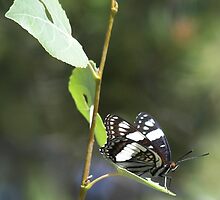 Wild Mountain Butterfly by Rachel Sonnenschein