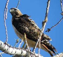 Checking Things Out by Barb Miller