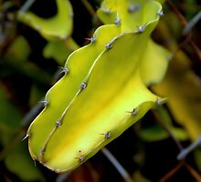 Perseverance by Betsy Seeton