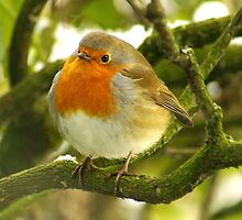 Robin 2 by Vincent Teh
