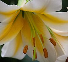 Flora Fascinator by Ricky Pfeiffer