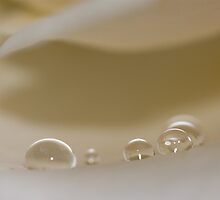 Pearls by Bryan Jolly